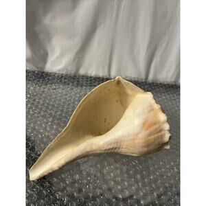 Lightning Whelk 8” Seashell Beach Nautical Aquarium Decor Coastal Welk Conch